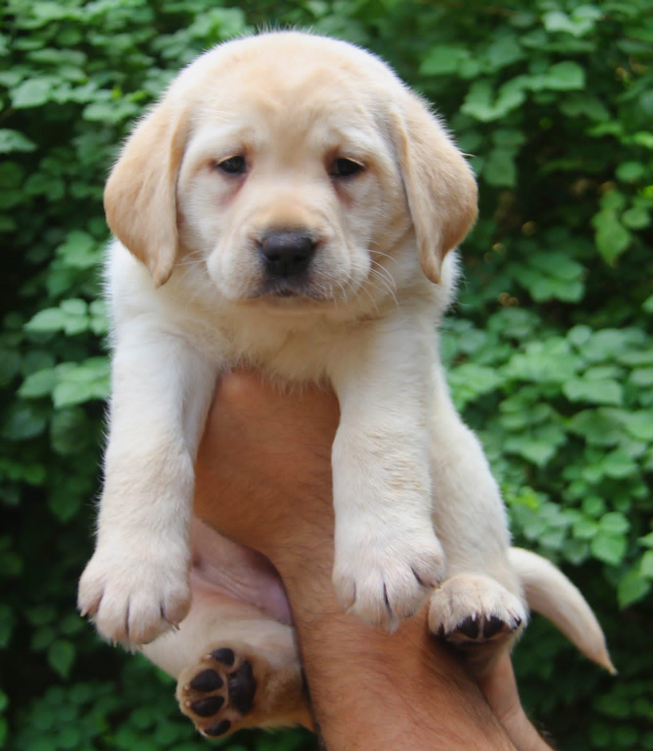 Buy Male Labrador Retriever Puppy from Vizag